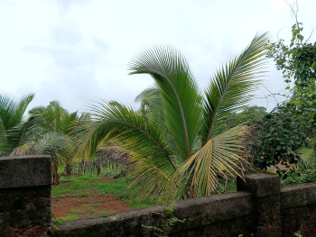  Residential Plot for Sale in Saligao Calangute Road, Goa