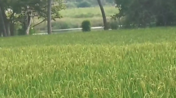  Agricultural Land for Sale in Mysore Road, Bangalore