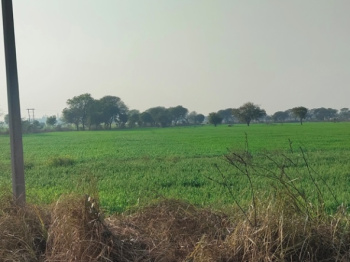  Agricultural Land for Sale in Vinoba Nagar, Raigarh