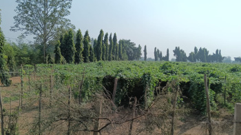  Agricultural Land for Sale in Patan, Durg