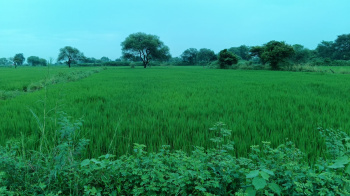 Agricultural Land for Sale in Urla, Raipur