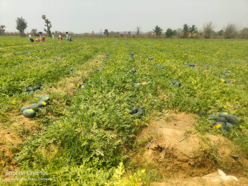  Agricultural Land for Sale in Naya Raipur, Raipur