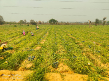  Agricultural Land for Sale in Old Dhamtari Road, Raipur
