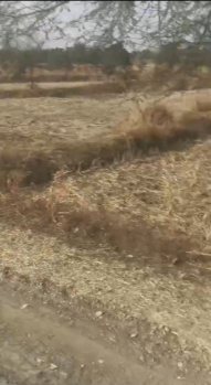  Agricultural Land for Sale in Saragaon, Raipur