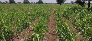  Agricultural Land for Sale in Paithan, Aurangabad