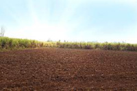  Agricultural Land for Sale in Hinganghat, Wardha