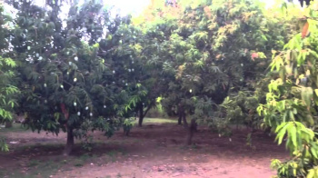  Agricultural Land for Sale in Garividi, Vizianagaram