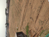 Agricultural Land for Rent in Sikar Road, Jaipur