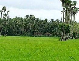  Agricultural Land for Sale in Chittoor, Palakkad