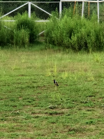  Residential Plot for Sale in Vibhuti Khand, Gomti Nagar, Lucknow