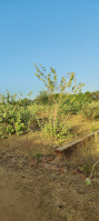  Residential Plot for Sale in Chiloda, Gandhinagar