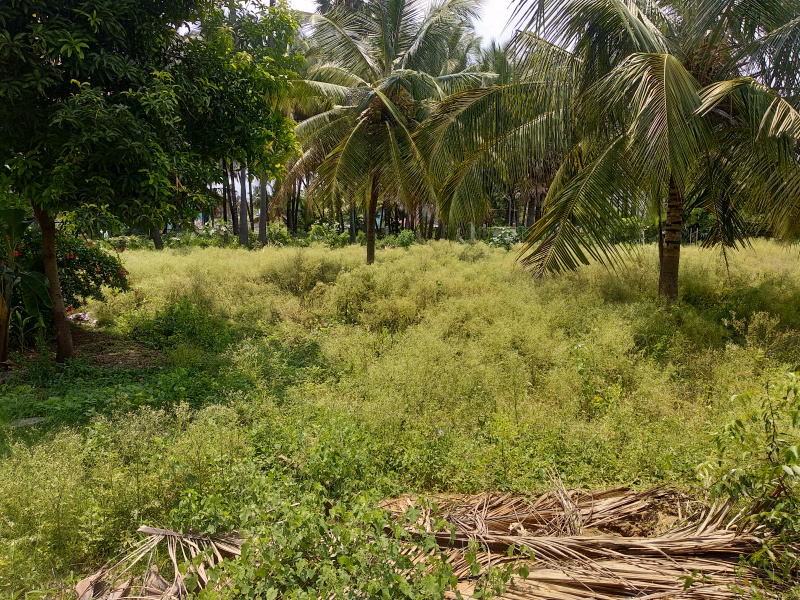 Agricultural Land 10 Cent for Sale in Suramangalam, Salem