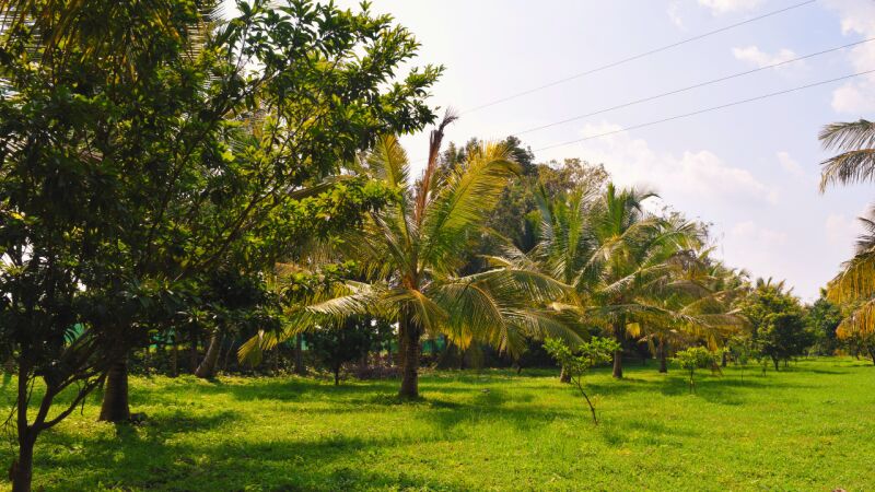  Agricultural Land 6000 Sq.ft. for Sale in Jayapura, Mysore