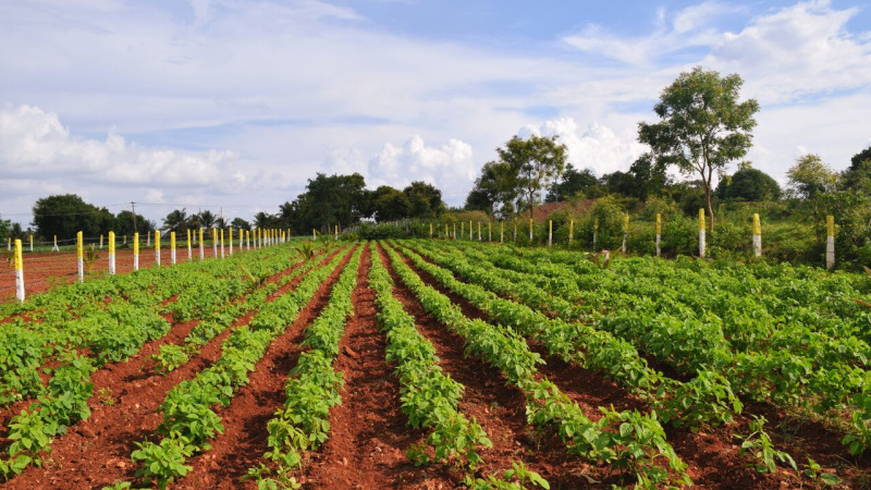  Agricultural Land 6000 Sq.ft. for Sale in Jayapura, Mysore