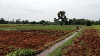  Agricultural Land for Sale in Kulana, Jhajjar