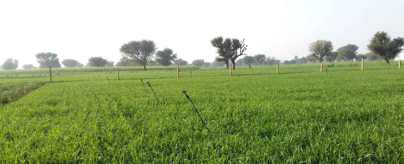 Agricultural Land 2 Acre for Sale in Kurud, Dhamtari