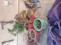 2 BHK Flat for Rent in Bhilai, Durg