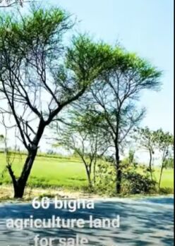  Agricultural Land for Sale in Hasanpur, Amroha