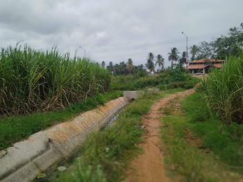  Agricultural Land for Sale in Srirangapatnam, Mysore