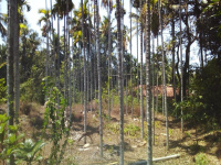 Agricultural Land for Sale in Shivalli, Udupi