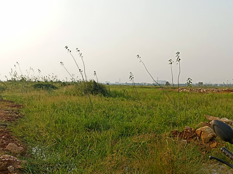  Residential Plot 1800 Sq.ft. for Sale in Patrapada, Bhubaneswar