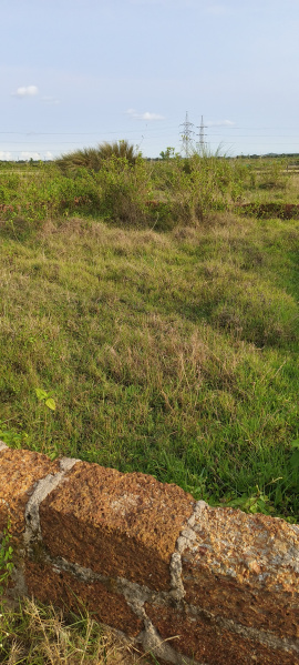  Residential Plot 1501 Sq.ft. for Sale in Bhagawanpur, Bhubaneswar