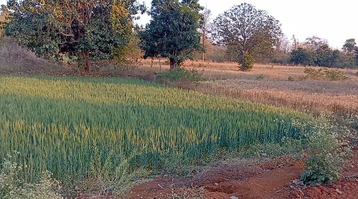  Agricultural Land 2 Acre for Sale in Bavaria Road, Seoni