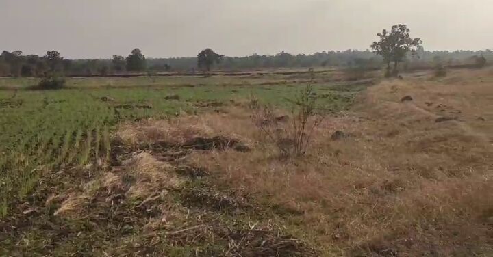  Agricultural Land 26 Acre for Sale in Bichhua, Chhindwara
