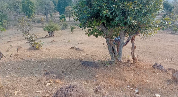  Agricultural Land for Sale in Palari, Seoni