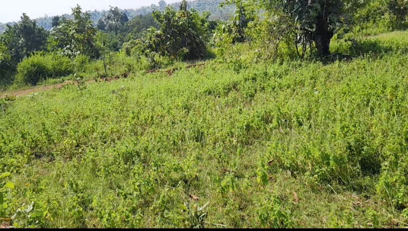  Agricultural Land 8 Acre for Sale in Karmajhiri Gate Seoni