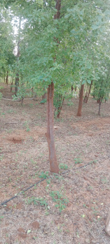  Agricultural Land for Sale in Valigonda, Nalgonda
