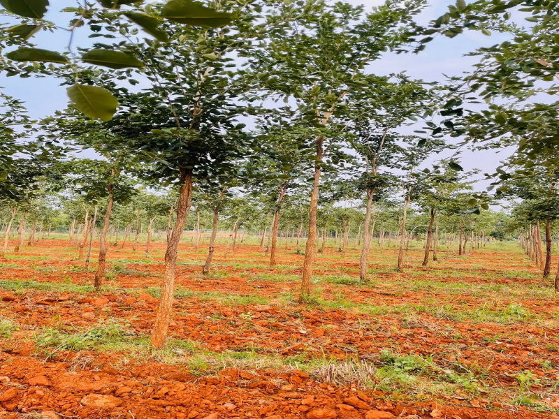  25 Cent Agricultural/Farm Land for Sale in Konakanamitla, Prakasam