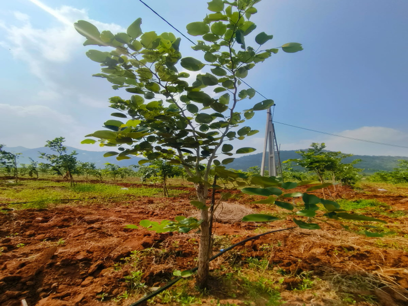  25 Cent Agricultural/Farm Land for Sale in Konakanamitla, Prakasam