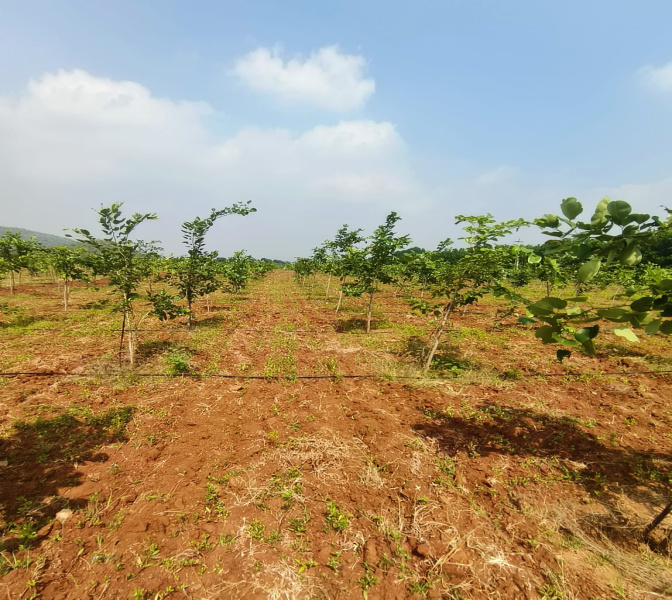  25 Cent Agricultural/Farm Land for Sale in Konakanamitla, Prakasam