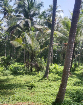  Industrial Land for Sale in Chala, Kannur