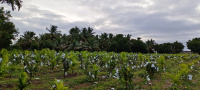  Agricultural Land for Sale in Madhugiri, Tumkur