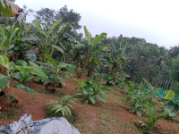  Residential Plot for Sale in Kuttikol, Kasaragod