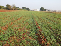 Agricultural Land for Sale in Mangalagiri, Guntur