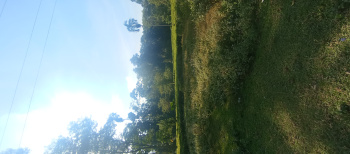  Agricultural Land for Sale in Borgolai, Tinsukia