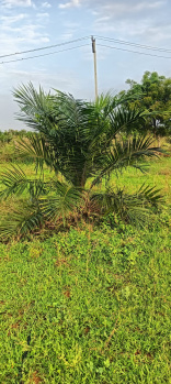  Agricultural Land for Sale in Chityal, Nalgonda