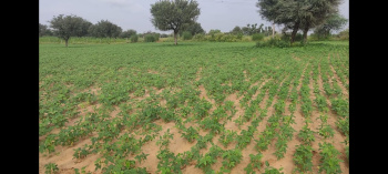  Agricultural Land for Sale in Jobner, Jaipur