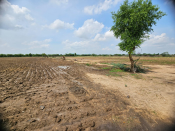  Agricultural Land for Sale in Rani, Pali