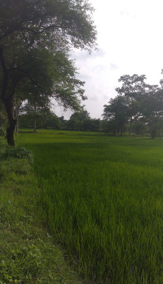  Residential Plot 2 Hectares for Sale in Koni, Bilaspur