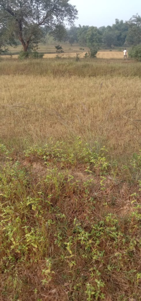  Agricultural Land 48 Dismil for Sale in Chandapur, Nayagarh