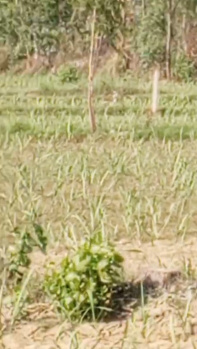  Agricultural Land for Sale in Najibabad, Bijnor