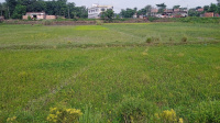 Agricultural Land for Sale in Ranipur, Darbhanga