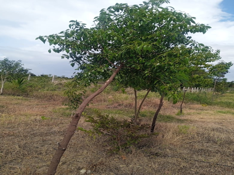  Agricultural Land 11 Acre for Sale in Doddadunnasandra, Bangalore