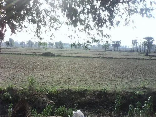  Agricultural Land 60 Bigha for Sale in Desuri, Pali