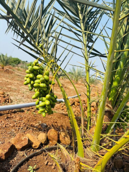  Agricultural Land for Sale in Narayankhed, Sangareddy