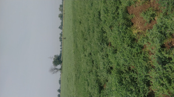  Agricultural Land for Sale in Dhamnod, Dhar